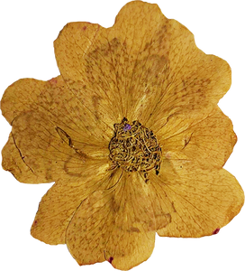 Pressed Yellow Flower